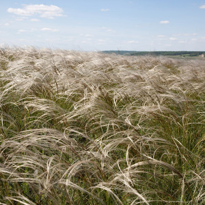 Ковыль Байкальский Ковыль Байкальский
